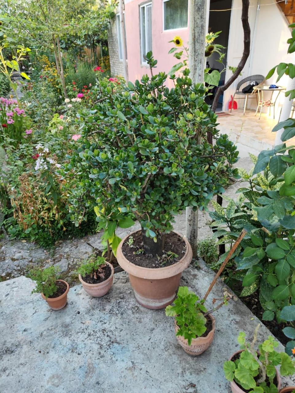 Chveni Ezo Ξενοδοχείο Ambrolauri Εξωτερικό φωτογραφία